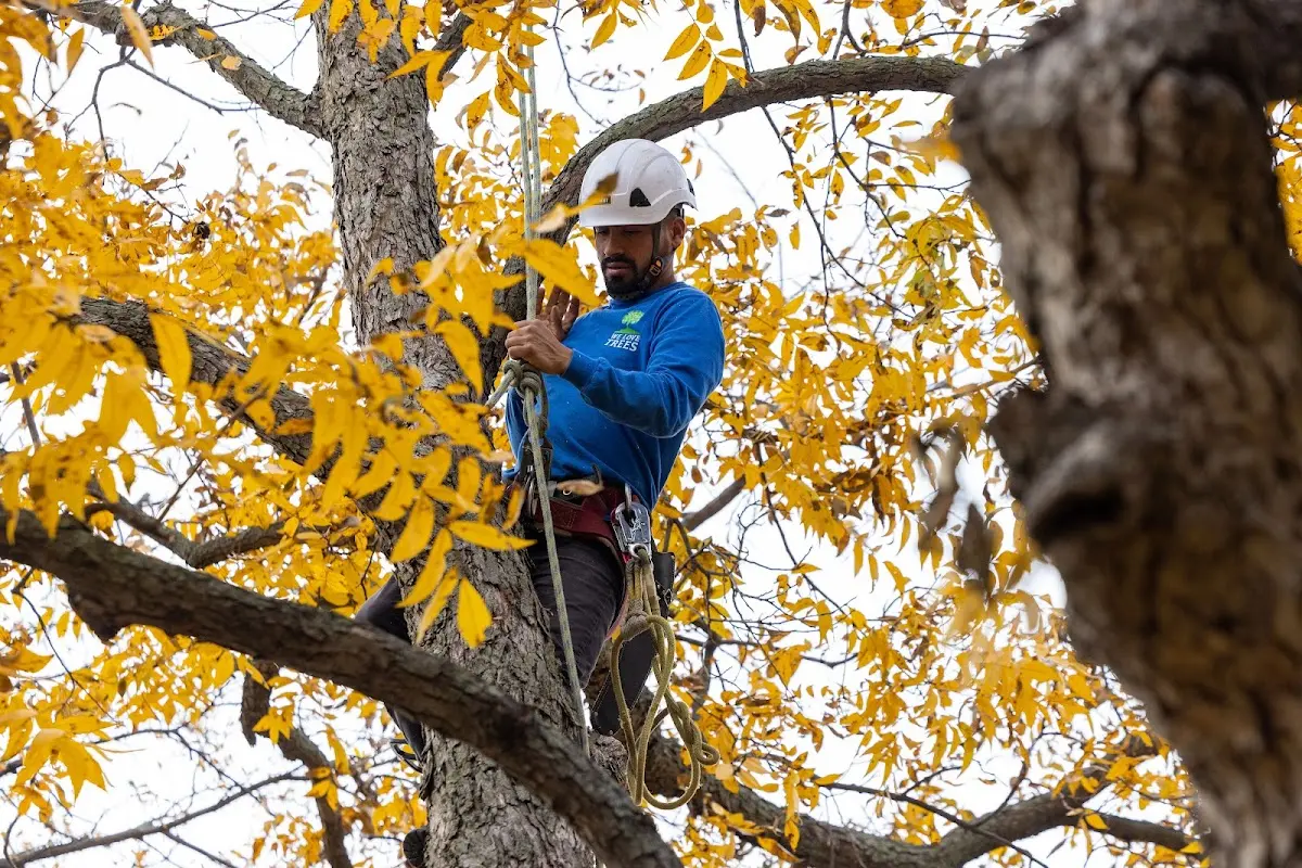 Skilled Storm Damage Cleanup crew working in Lazear
